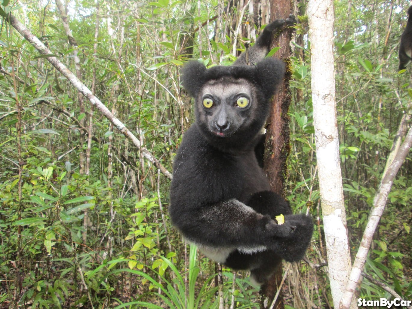 Indri - Indri