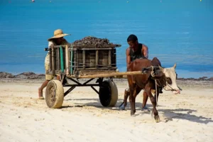 Transport privé Madagascar : Guide complet pour se déplacer sereinement