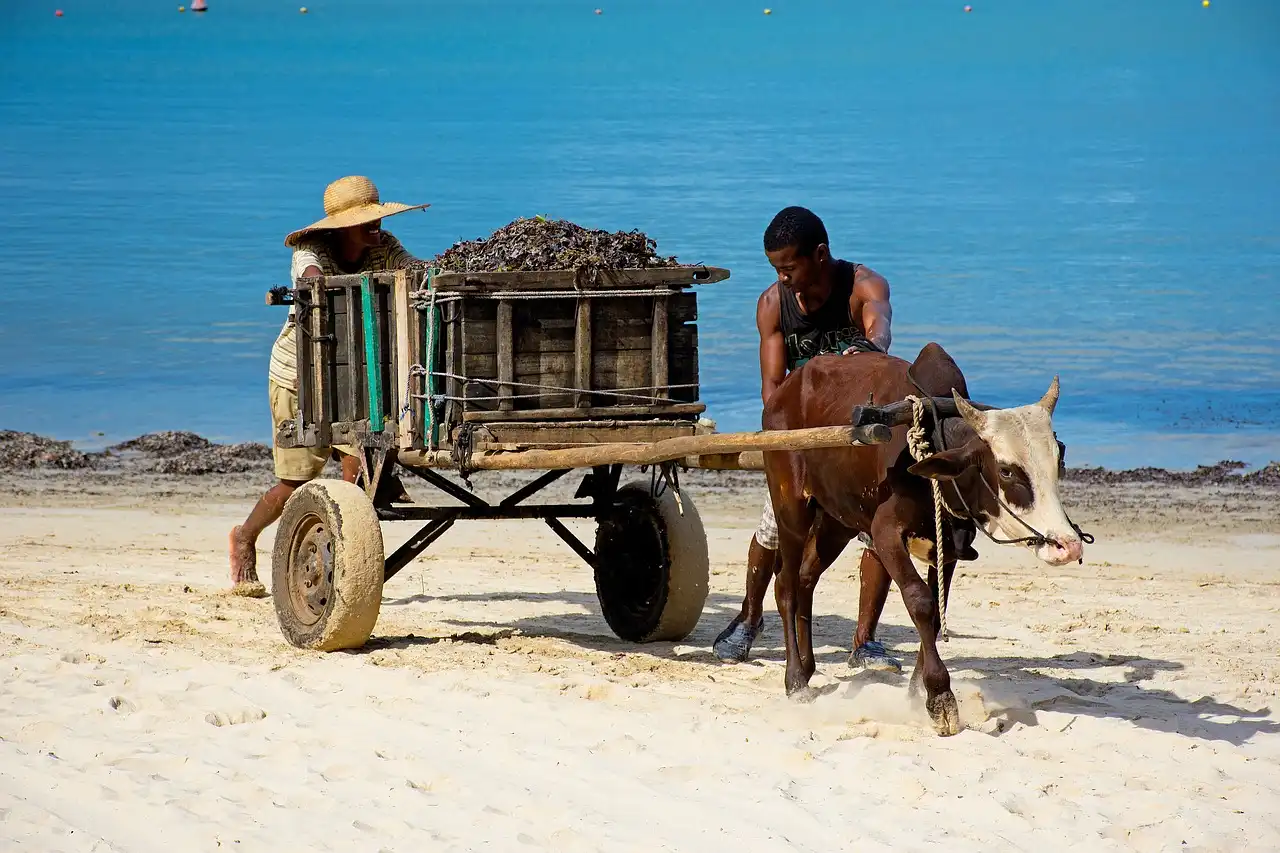 Transport privé Madagascar : Guide complet pour se déplacer sereinement